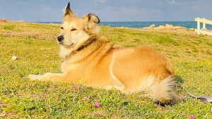 Nina-al-mare-vacanza-al-mare-con-il-cane-in-puglia-ecco-le-spiagge-dove-il-tuo-cane-e-vip